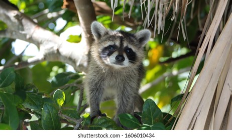 Baby raccoon in a tree at the Anne Kolb Nature Center in Fort Lauderdale, Florida, USA
