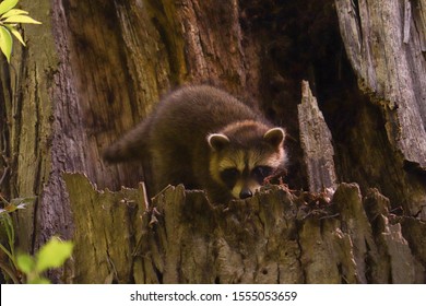 377 Raccoon nest Images, Stock Photos & Vectors | Shutterstock