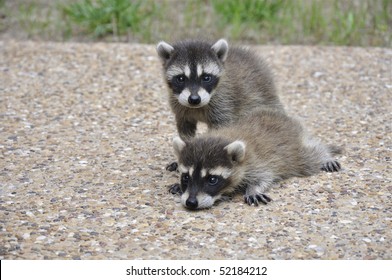 Baby Raccoons