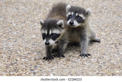 Baby Raccoons