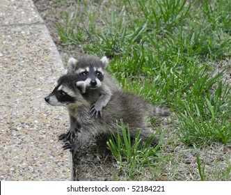 Baby Raccoons Playing In Grass