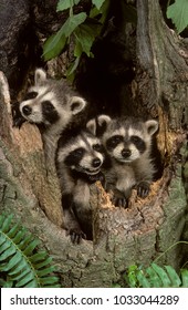 Baby Raccoons  (Procyon Lotor), NJ