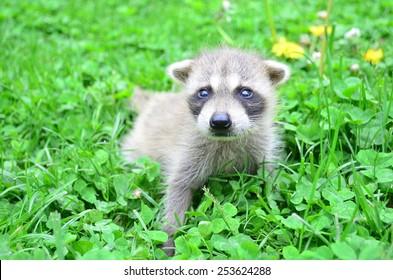 Baby Racoon