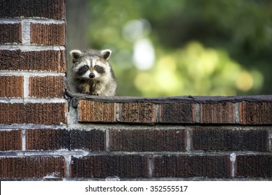 Baby Racoon With Copy Space
