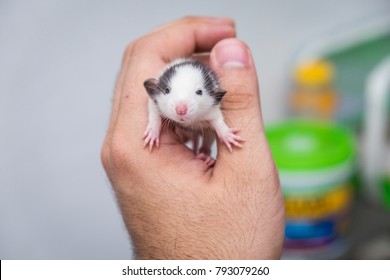 Baby Rat Dumbo 