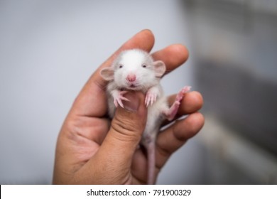 pet dumbo rats for sale