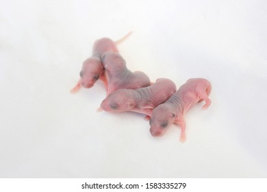 New Born Rat Images Photos Et Images Vectorielles De Stock Shutterstock