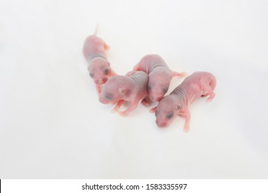 New Born Rat Images Photos Et Images Vectorielles De Stock Shutterstock