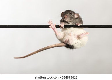 Baby Rat On A Stick Close Up