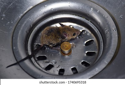 A Baby Rat Or Roof Rat Scared And Sitting In Wash Basin