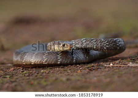 Similar – Image, Stock Photo brown Vipera berus close up