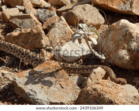     Baby rattlesnake slithering by a 