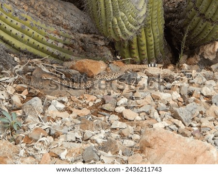     Baby rattlesnake slithering through the rock garden                           