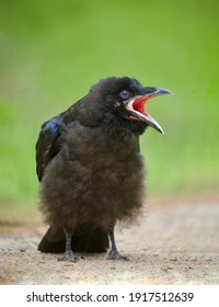 Baby Raven, a fledgling juvenile, calls to its parents - Common Raven, scientific name Corvus corax - Shutterstock ID 1917512639