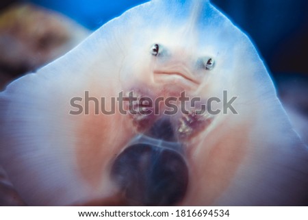 Baby ray fish face close-up bottom view