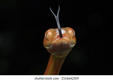 Baby Red boiga snake closeup head on tree, Baby Red boiga snake closeup head - Powered by Shutterstock