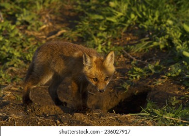 Baby red fox - Shutterstock ID 236027917