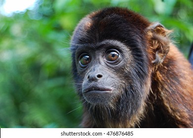 Baby Red Howler Monkey