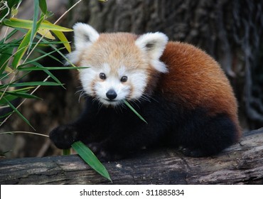 Baby Red Panda Images Stock Photos Vectors Shutterstock