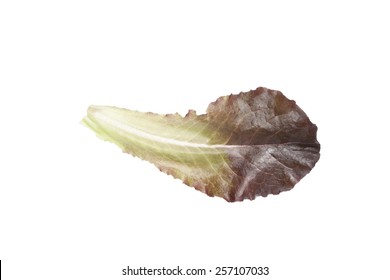 Baby Red Romaine Lettuce Leaf