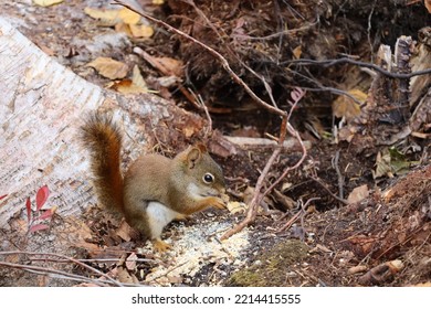 Baby Red Squirrel Eating In Forest