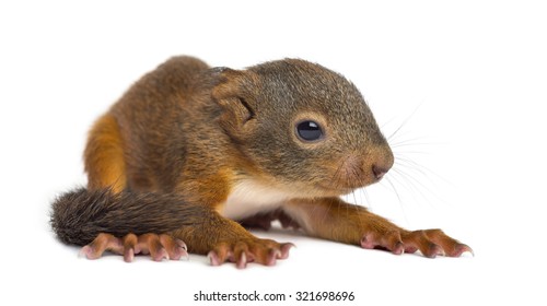 Baby Red Squirrel In Front Of A White Background