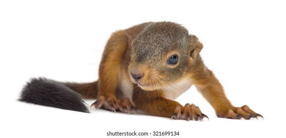 Baby Red Squirrel In Front Of A White Background