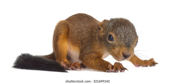 Baby Red Squirrel In Front Of A White Background