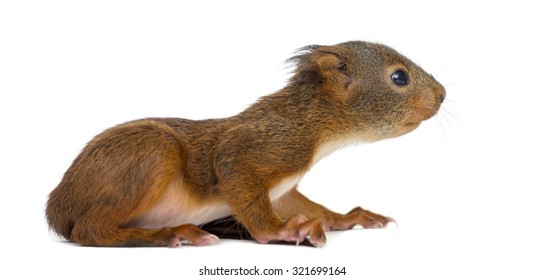 Baby Red Squirrel In Front Of A White Background