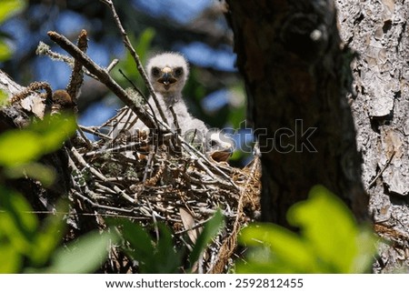 Baby red-shouldered hawks perched in a nest on a tree in Miramar Beach, Florida