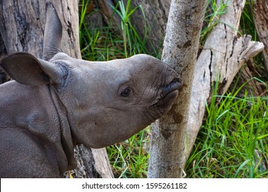 Baby rhino enjoying his first year of life
