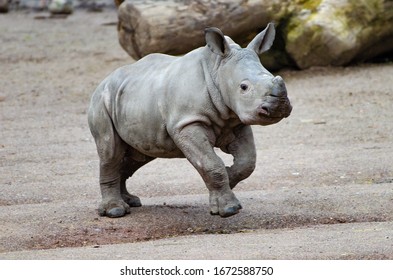 Baby Rhino In Front Of You