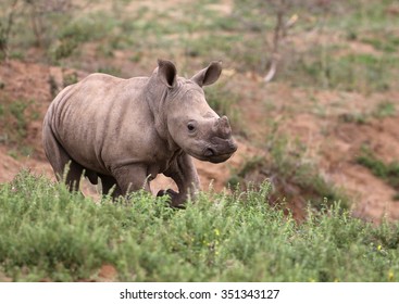 Baby Rhino in Kruger National Park, South Africa