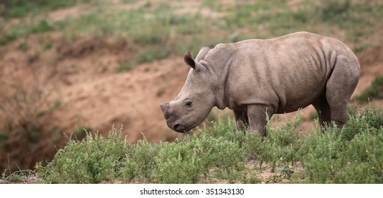 Baby Rhino in Kruger National Park, South Africa