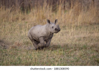 Baby rhino running to his mother