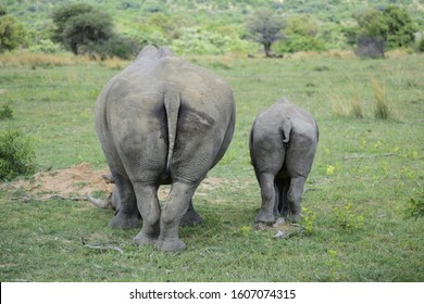 A baby rhino seen with it's mother, both grazing within the bush. Like Mom, like baby. 