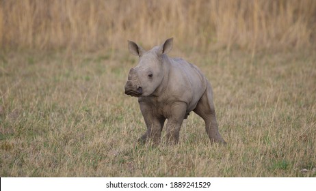 Baby rhino in the South African bush