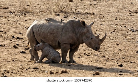 Baby Rhino taking a rest, sitting down next to its mother providing shade