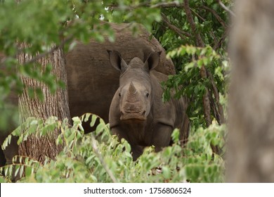 Baby Rhinoceros Spotted In A Safe Haven In Zimbabwe, Africa. 