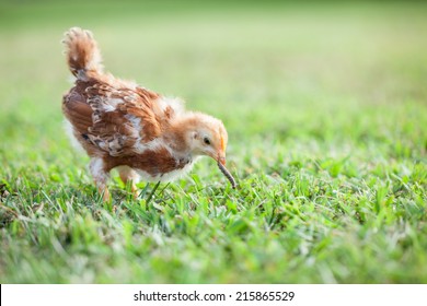 Baby Rhode Island Red Chicken About 6 Weeks Old Eating A Caterpillar Or Worm In The Grass