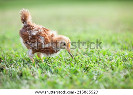 Baby Rhode Island Red chicken about 6 weeks old eating a caterpillar or worm in the grass