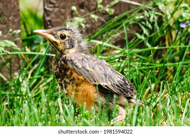 Baby Robin Bird On Ground