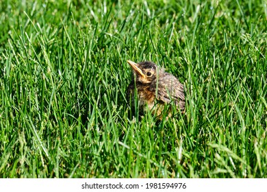 Baby Robin Bird On Ground