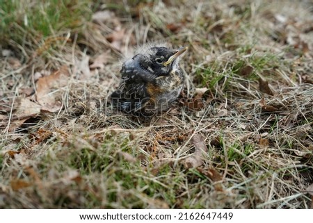 Baby Robin found on the ground 