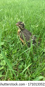 Baby Robin In The Grass