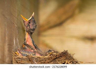 Baby Robin In The Nest