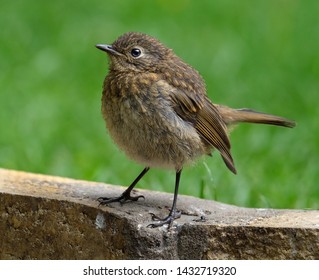 Baby Robin Waiting Be Fed By Stock Photo 1432719320 | Shutterstock