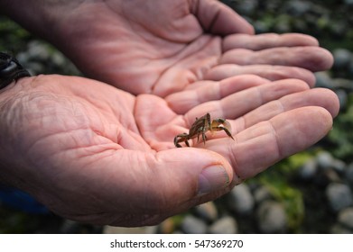 Baby Rock Crab 