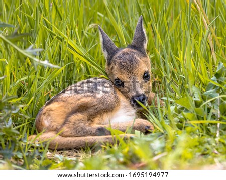Similar – Image, Stock Photo Young roe deer in a field of tall grass looking at the camera