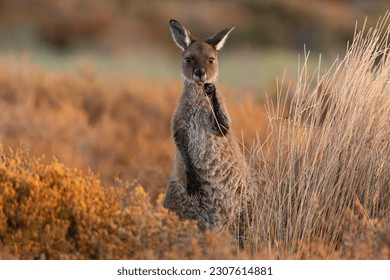 Alimentos para la vida silvestre de Baby Roo Kangaroo